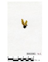 藏品(短肋雉尾苔)的圖片